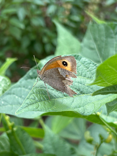 Meadow Brown