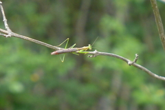 Callimantis antillarum