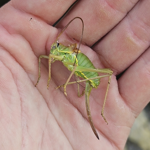 Saddle-backed Bush Cricket