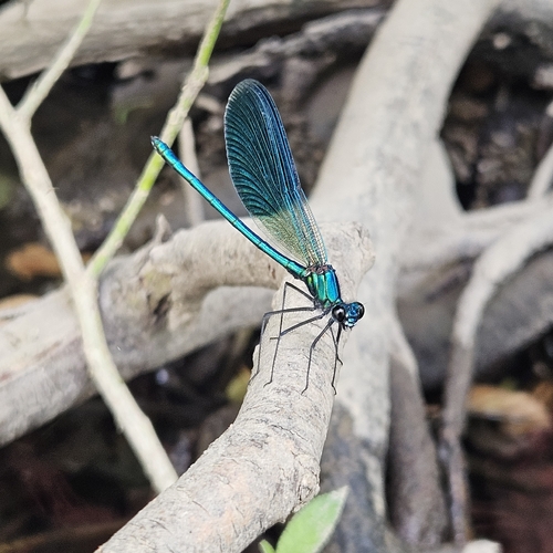 Banded Demoiselle