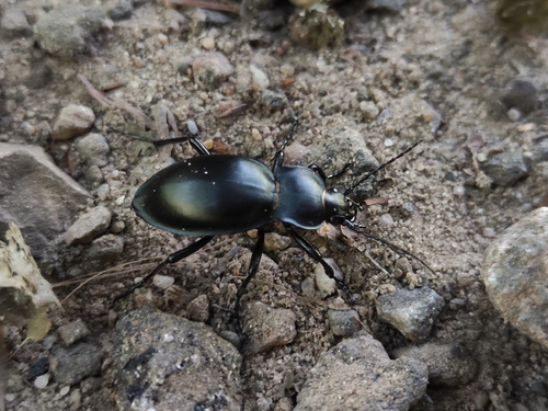 smooth ground beetle