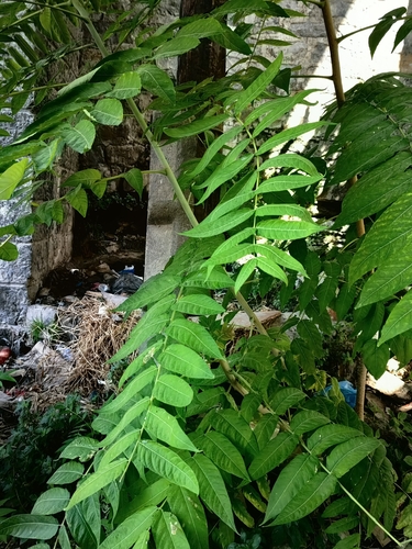 tree-of-heaven