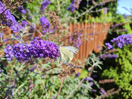 Large White