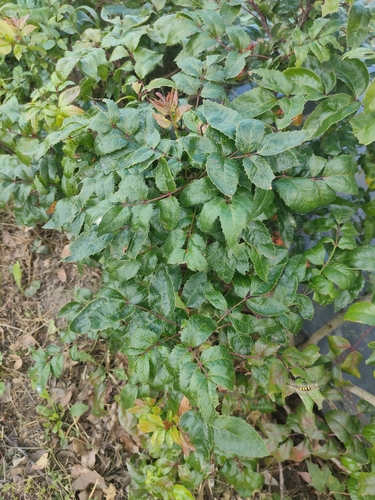 Oregon grape