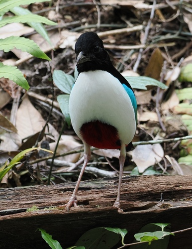Pitta maxima