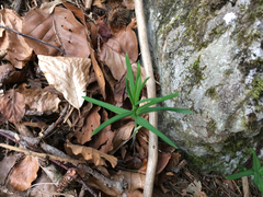 Polygonatum verticillatum