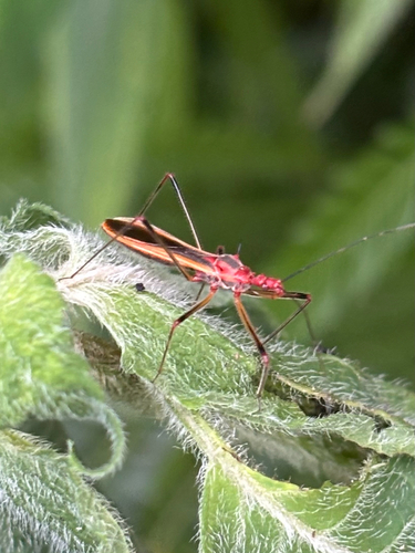 Euagoras plagiatus