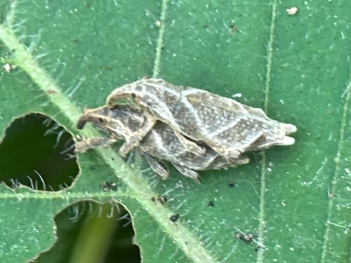 Gasteroclisus klapperichi