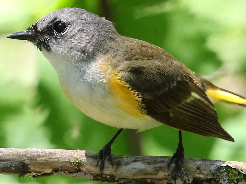 American Redstart