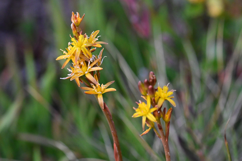 bog asphodel