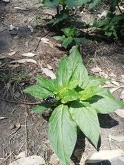 Alypiodes bimaculata