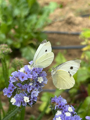 Small White
