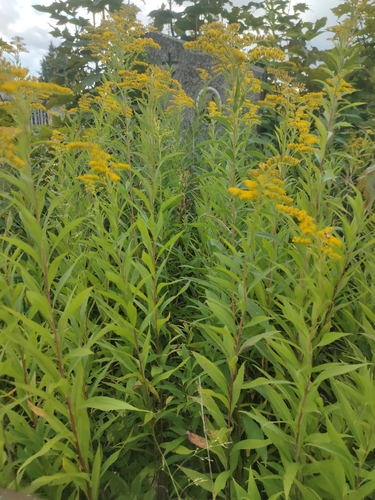 giant goldenrod