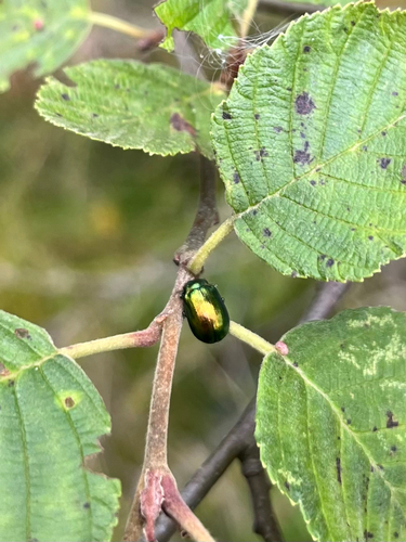 Plagiosterna aenea