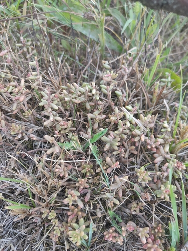 white stonecrop