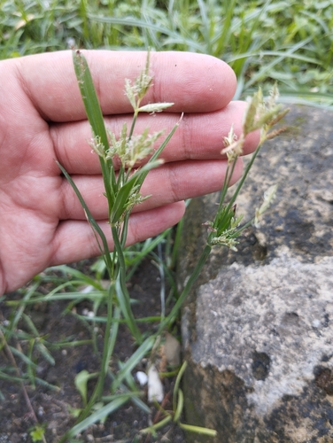 Purple nutsedge