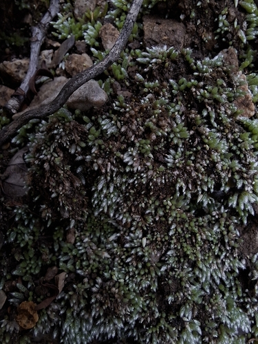 Silvery Bryum