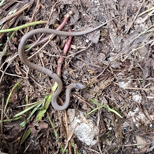 Smooth Snake