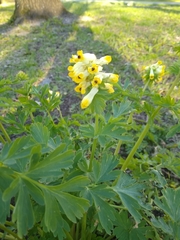 Corydalis nobilis