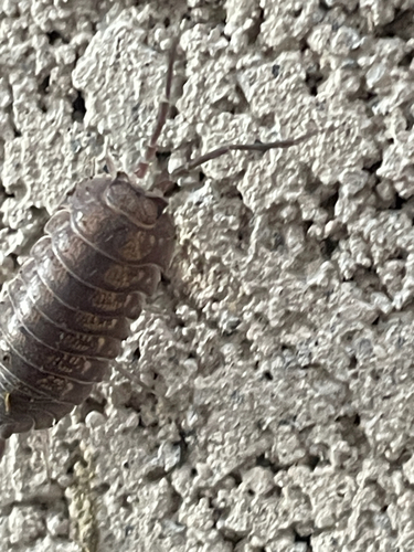 Parcylisticus dentifrons