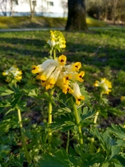Corydalis nobilis