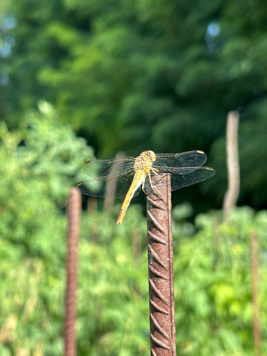 Southern Darter