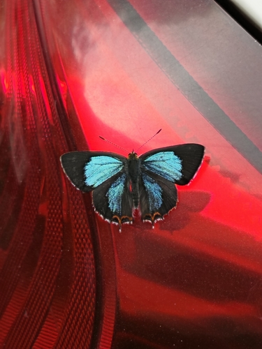 Azure Sapphire