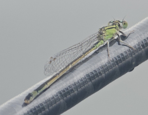 Blue-tailed Damselfly