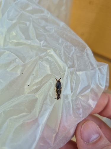 European Earwig