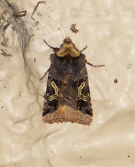 Cerastis enigmatica