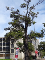 Afrocarpus falcatus