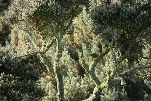 iNaturalist image