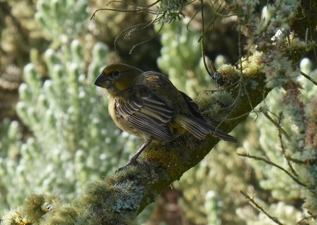 Wilkins's Finch