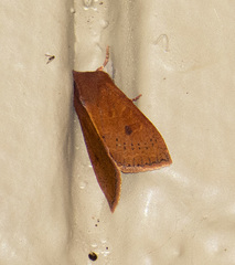 Orthosia transparens