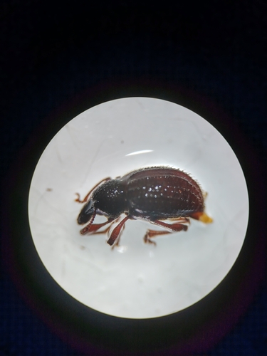Otiorhynchus carinatopunctatus