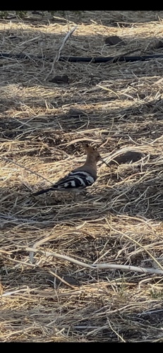 Common Hoopoe
