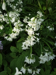 Allium triquetrum