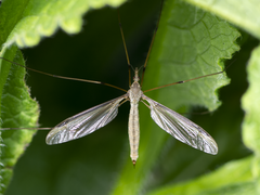 Tipula paludosa