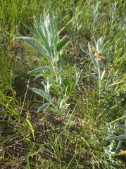 Artemisia dracunculus glauca