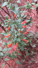 Clinopodium macrostemum