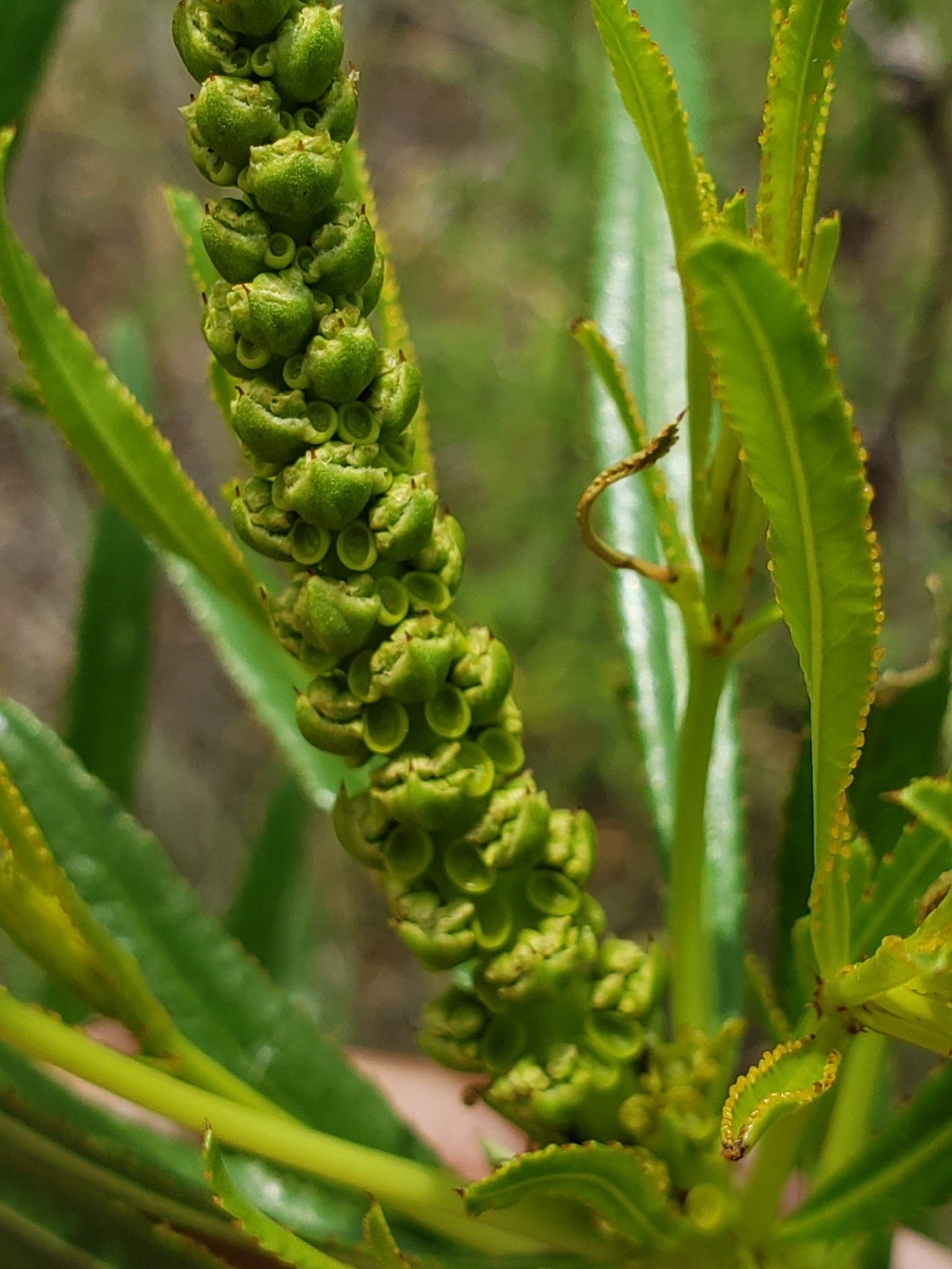 Stillingia texana