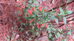 Clinopodium macrostemum