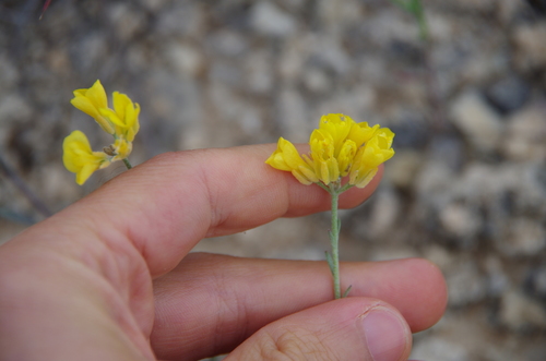 Image of Physaria engelmannii by (c) Eric Knight, some rights reserved (CC BY)