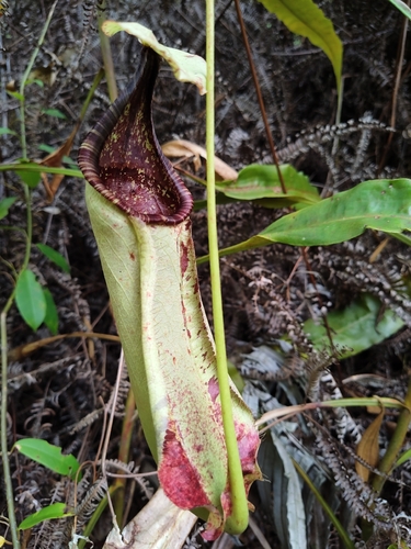 Raffles' pitcher-plant