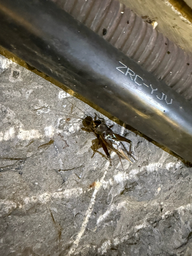 Teleogryllus occipitalis
