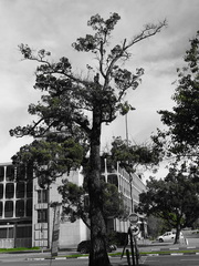Afrocarpus falcatus