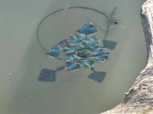 Water caltrop