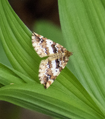 Enchoria lacteata