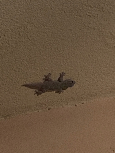 Moorish Gecko
