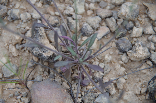Image of Physaria engelmannii by (c) Eric Knight, some rights reserved (CC BY)